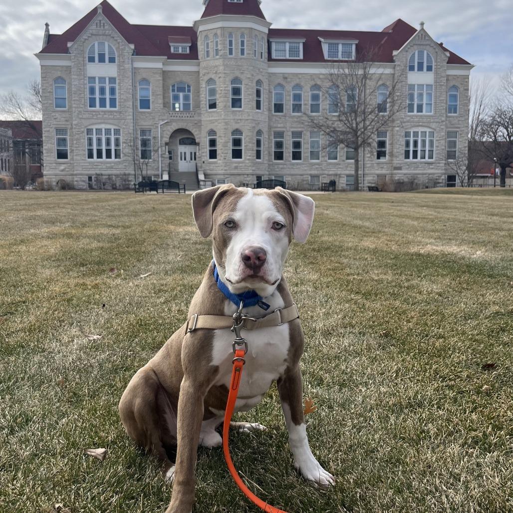 Enlarge Versace, a Adoptable Mixed Breed in Waukesha, WI image 2/6