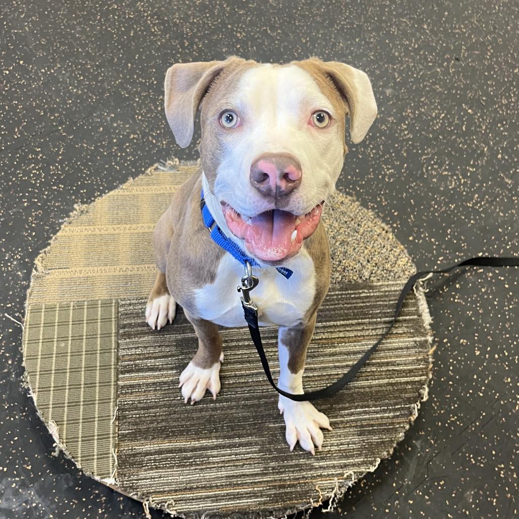 Enlarge Versace, a Adoptable Mixed Breed in Waukesha, WI image 3/6