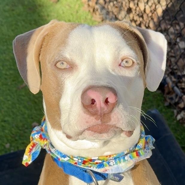 Enlarge Versace, a Adoptable Mixed Breed in Waukesha, WI image 4/6