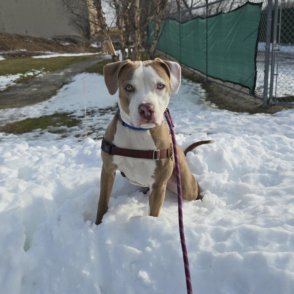 Enlarge Versace, a Adoptable Mixed Breed in Waukesha, WI image 5/6