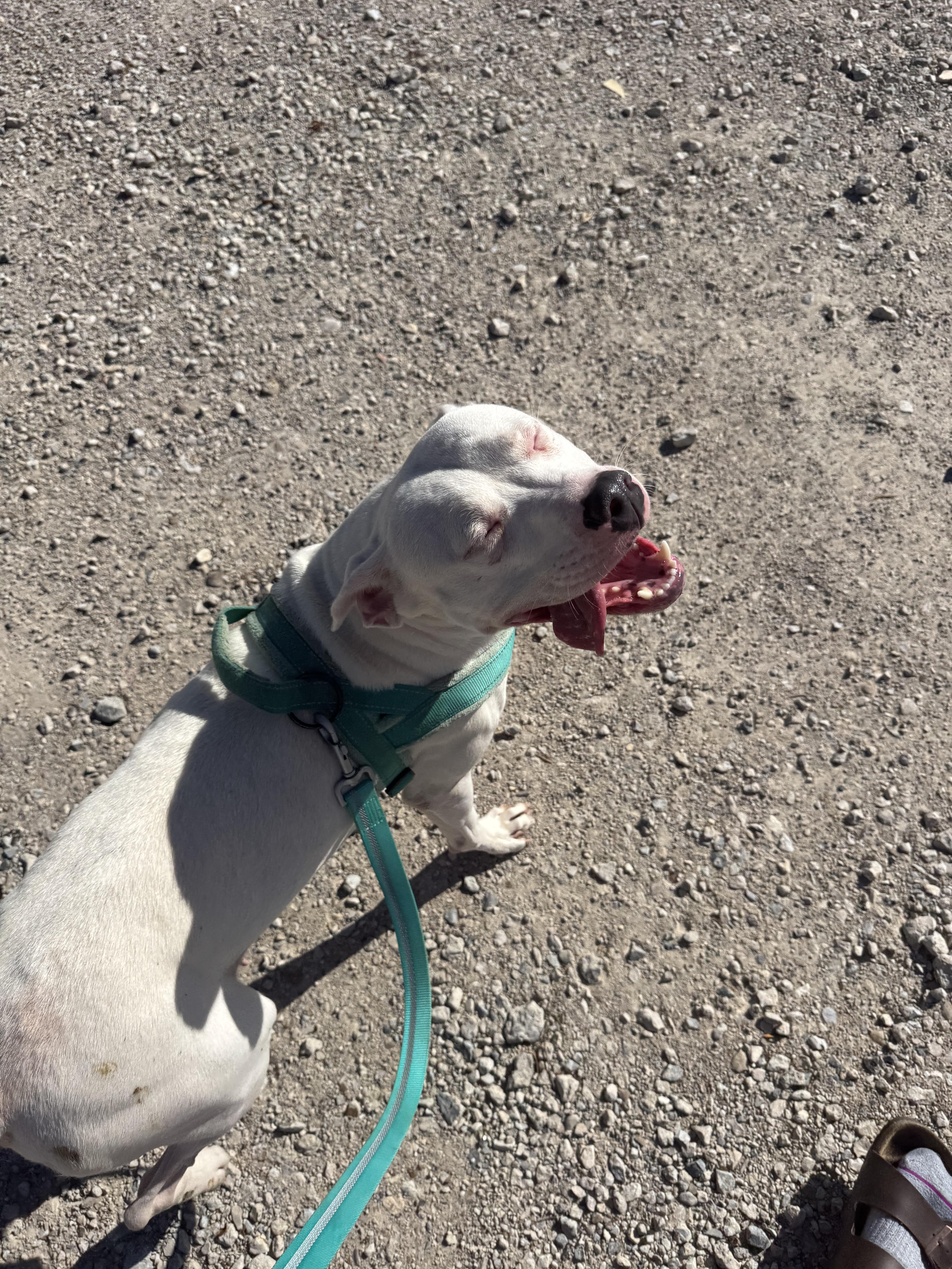 Enlarge Callie, a Adoptable Mixed Breed in Allentown,, PA image 1/4
