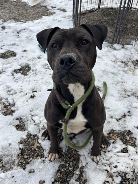 CHRISTOPHER, Adoptable, Adult Male American Staffordshire Terrier.