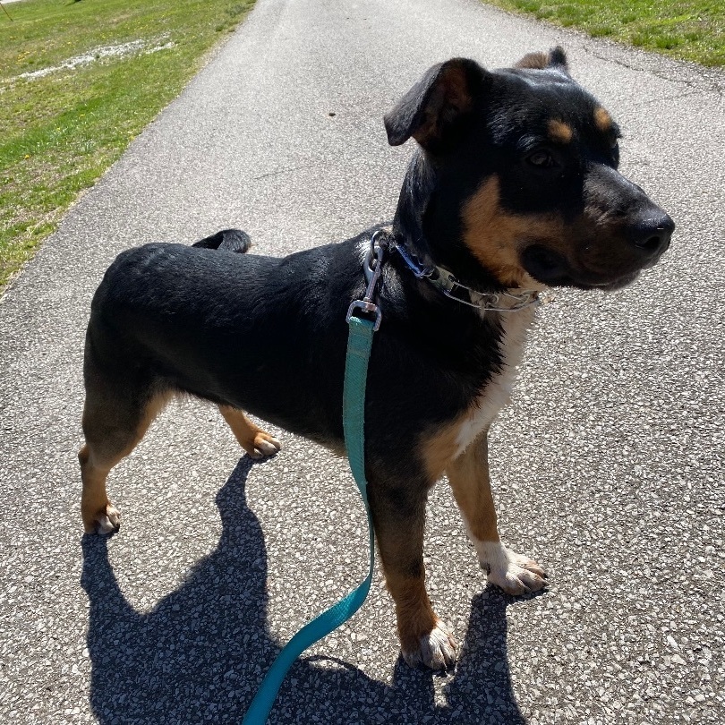 Enlarge Reese, a Adoptable mixed breed in New Martinsville, WV image 1/10