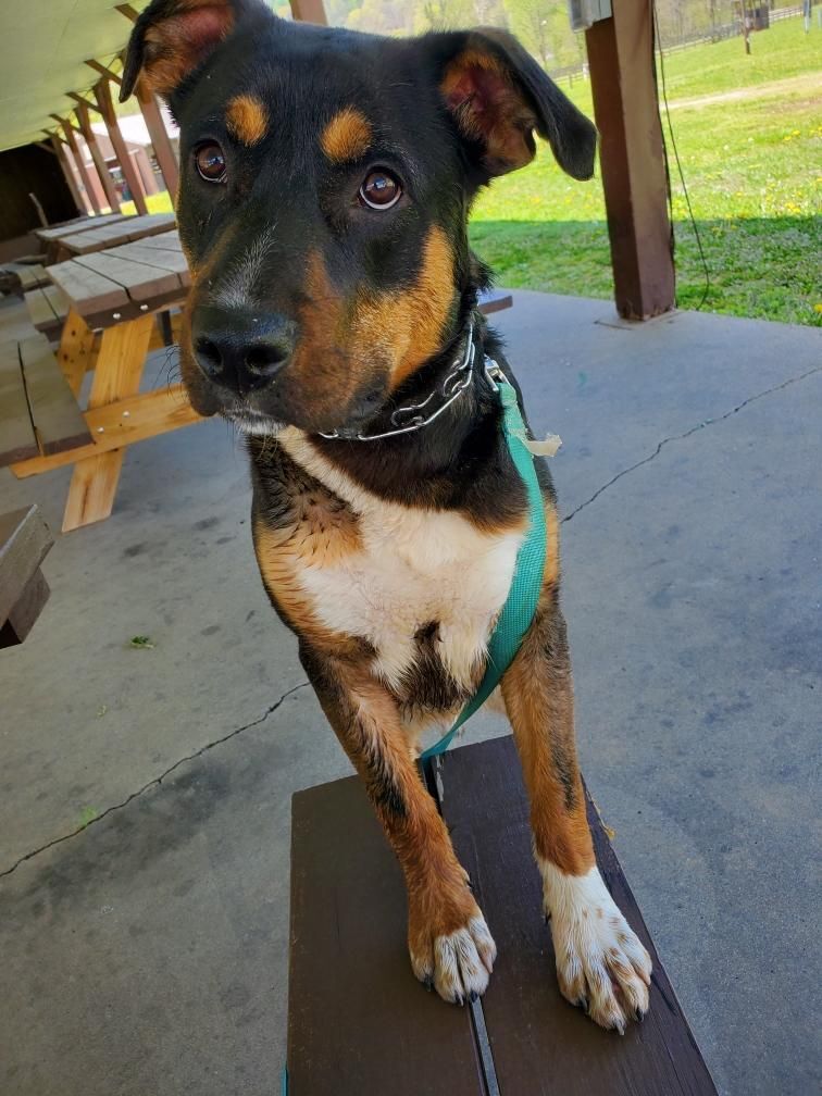 Enlarge Reese, a Adoptable mixed breed in New Martinsville, WV image 2/10