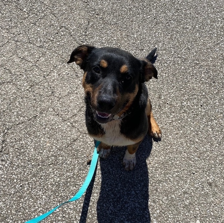 Reese, Adult Male Mountain Cur
