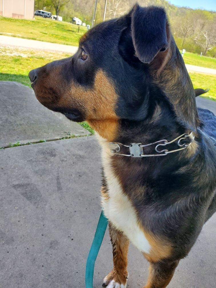 Enlarge Reese, a Adoptable mixed breed in New Martinsville, WV image 5/10