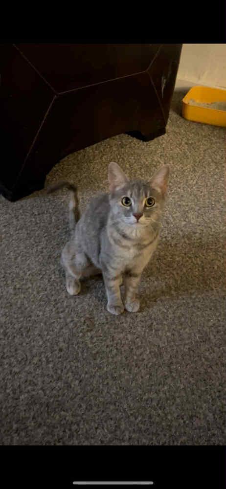 Lexus, Adoptable, Adult Female Domestic Short Hair.