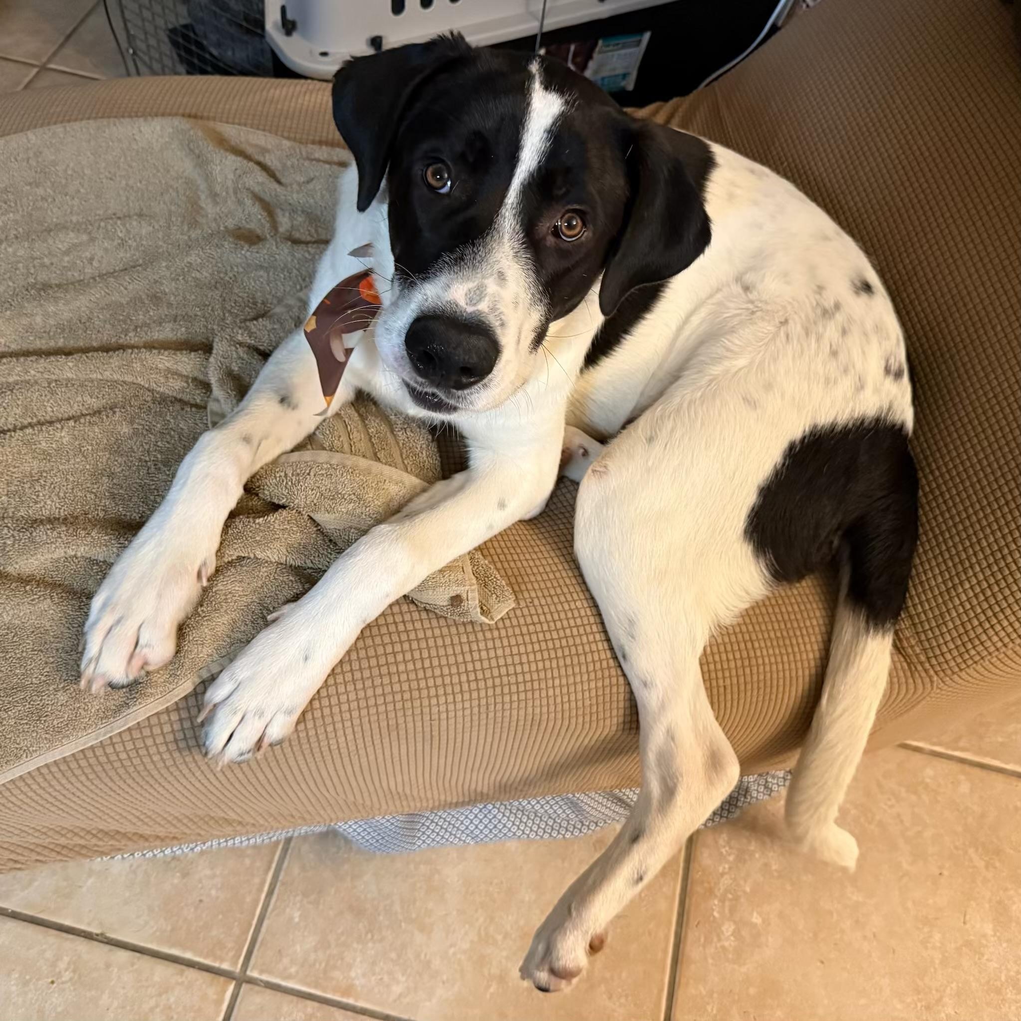 Enlarge Rocco, a Adoptable mixed breed in Indianapolis, IN image 6/6