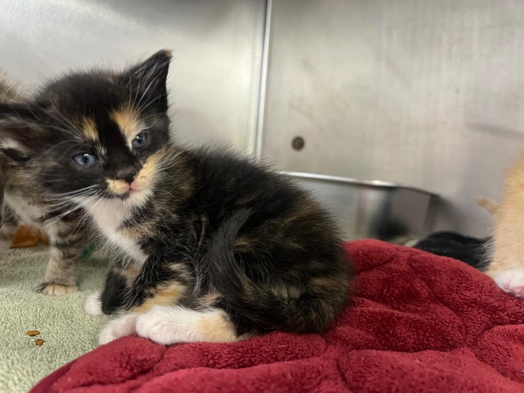 Louise, Adopted, Kitten Female Domestic Short Hair.