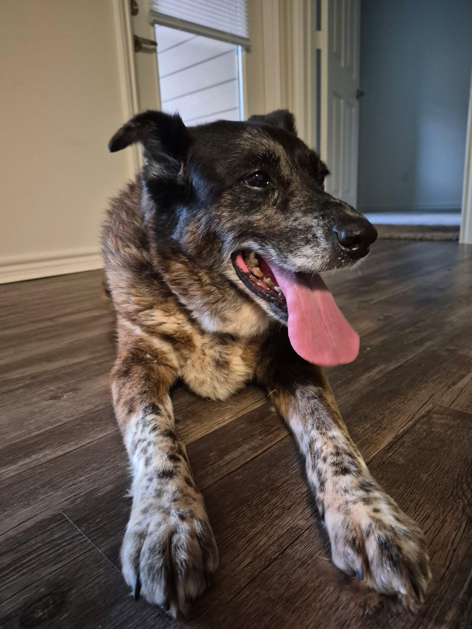 Aspen, an adopted mixed breed in Wantagh, NY image 2/5