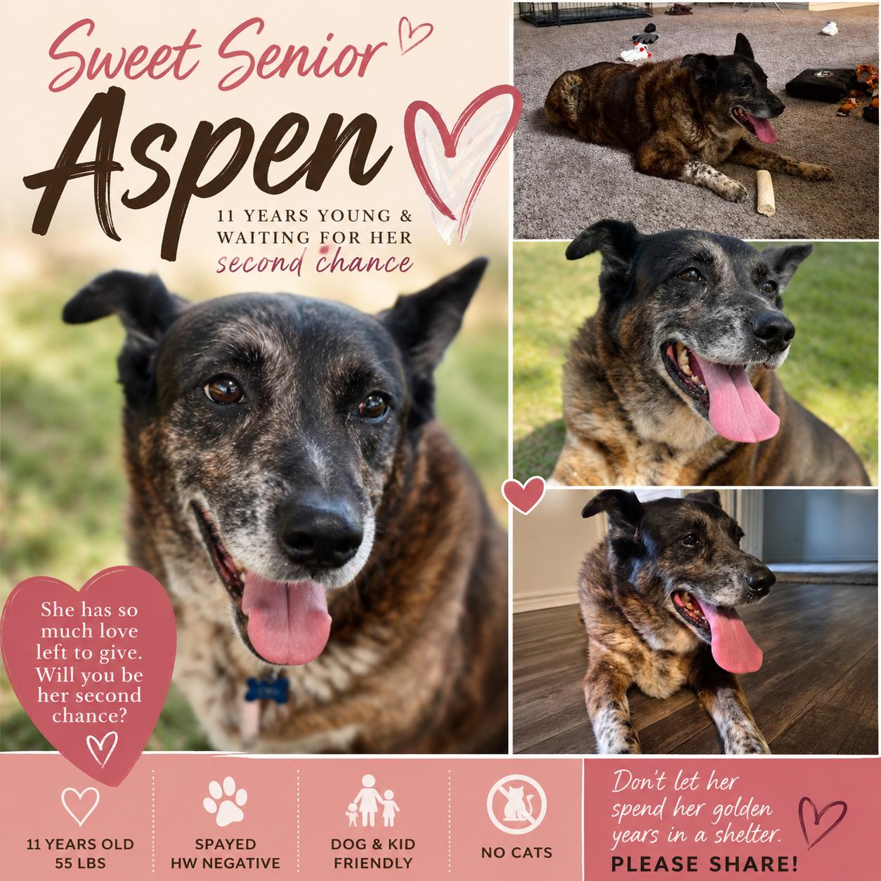 Aspen, adopted, Senior Female Cattle Dog.