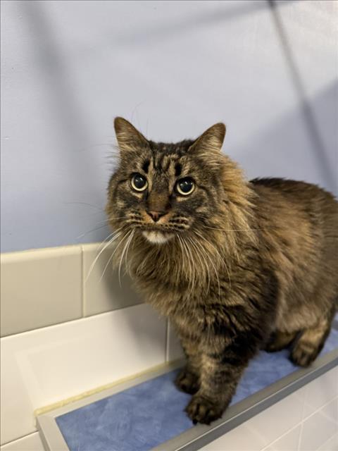 MICKEY, Adoptable, Adult Male Domestic Short Hair.
