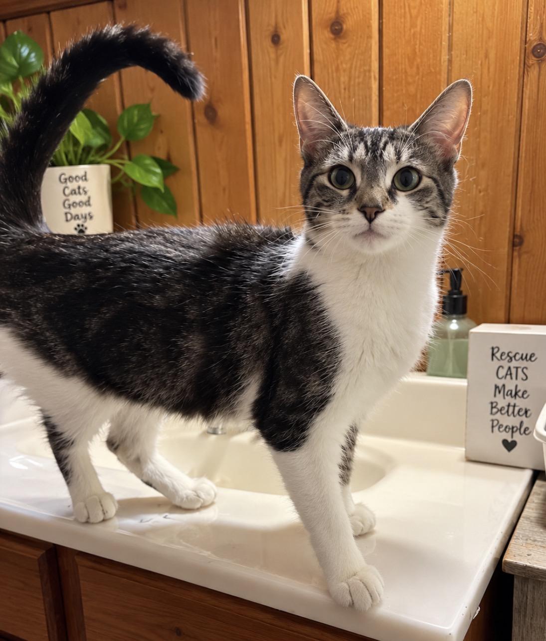 Cats & Kittens for Adoption in Akron, OH | Petfinder