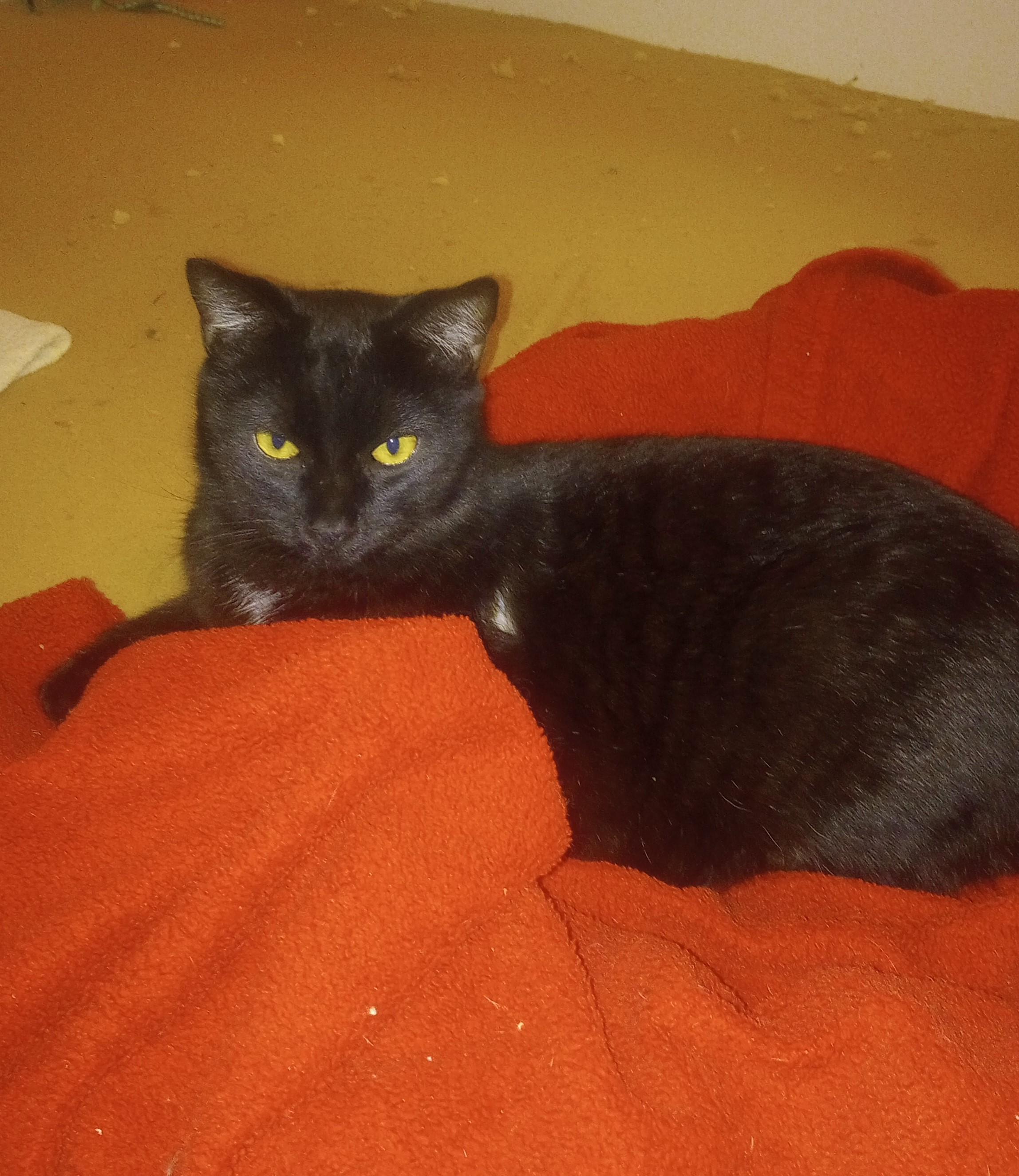 Oliver, an adoptable Domestic Short Hair in Santa Rosa, CA, 95404 | Photo Image 1