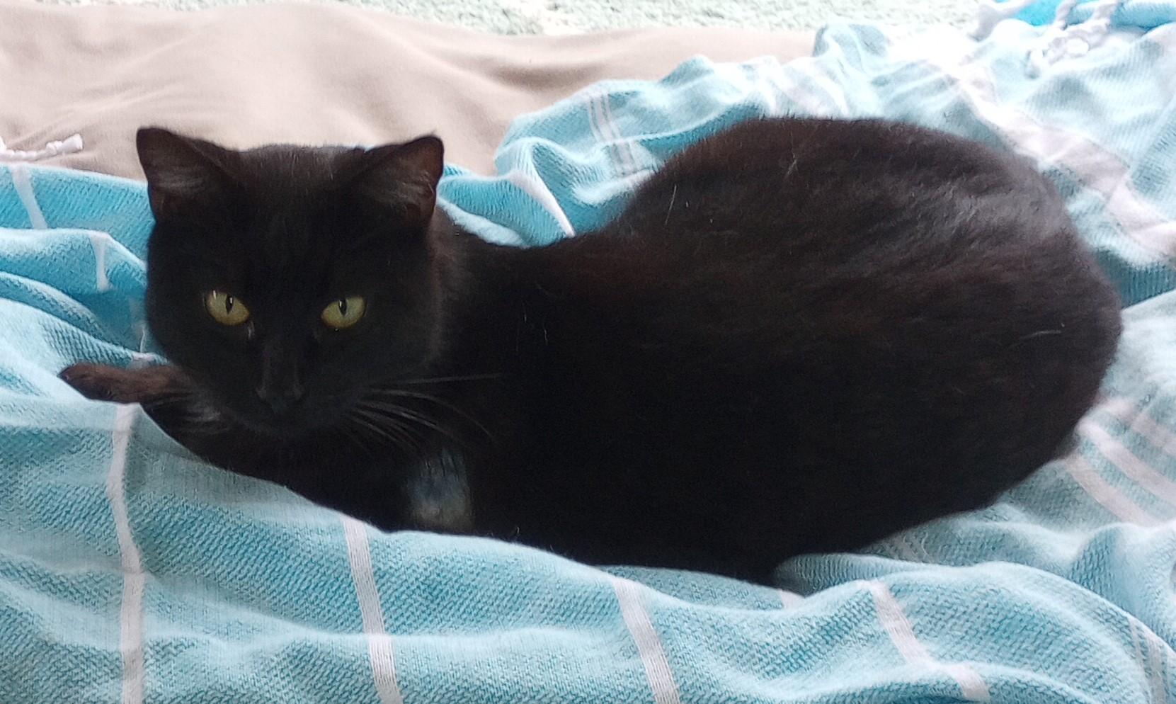 Oliver, an adoptable Domestic Short Hair in Santa Rosa, CA, 95404 | Photo Image 2