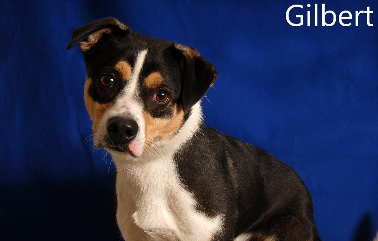 Gilbert, Adult Male Beagle