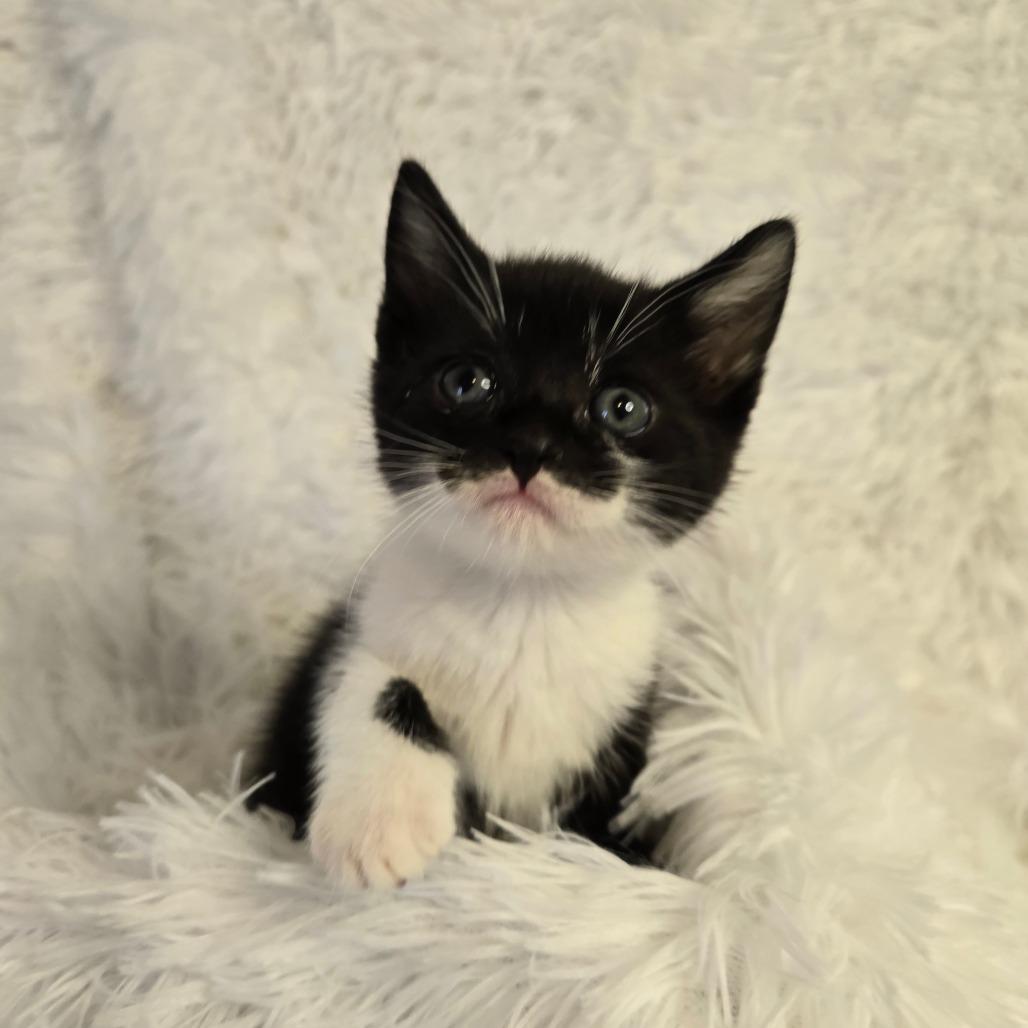 Hera in Parsonsburg, MD, Adoptable, Kitten Female Domestic Short Hair.