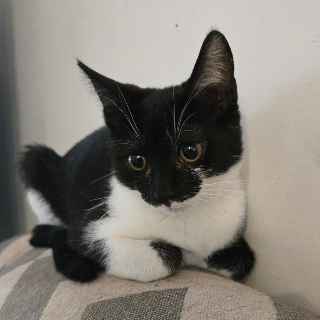 Enlarge Hera in Parsonsburg, MD, a Adoptable Domestic Short Hair in Parsonsburg, MD image 2/4