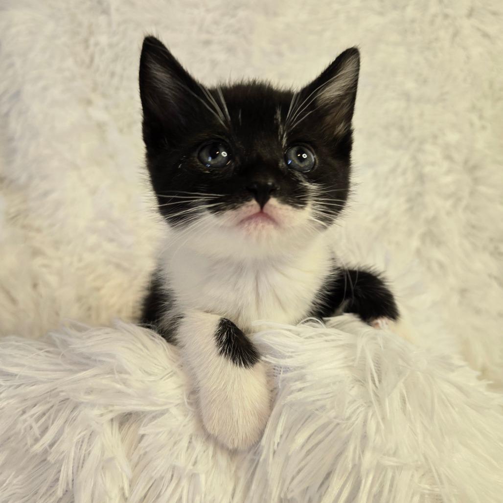 Hera in Parsonsburg, MD, a Adoptable Domestic Short Hair in Parsonsburg, MD image 3/3