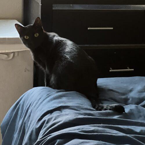 Grover, Adoptable, Young Male American Shorthair.