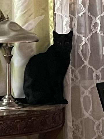 Enlarge Grover, a Adoptable American Shorthair in Glendale, AZ image 2/5