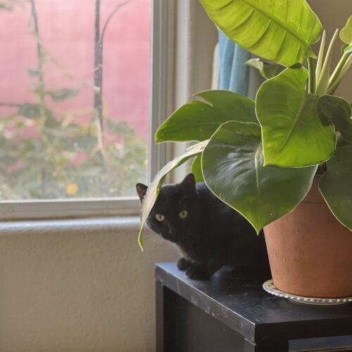 Enlarge Grover, a Adoptable American Shorthair in Glendale, AZ image 3/5