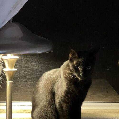 Enlarge Grover, a Adoptable American Shorthair in Glendale, AZ image 5/5