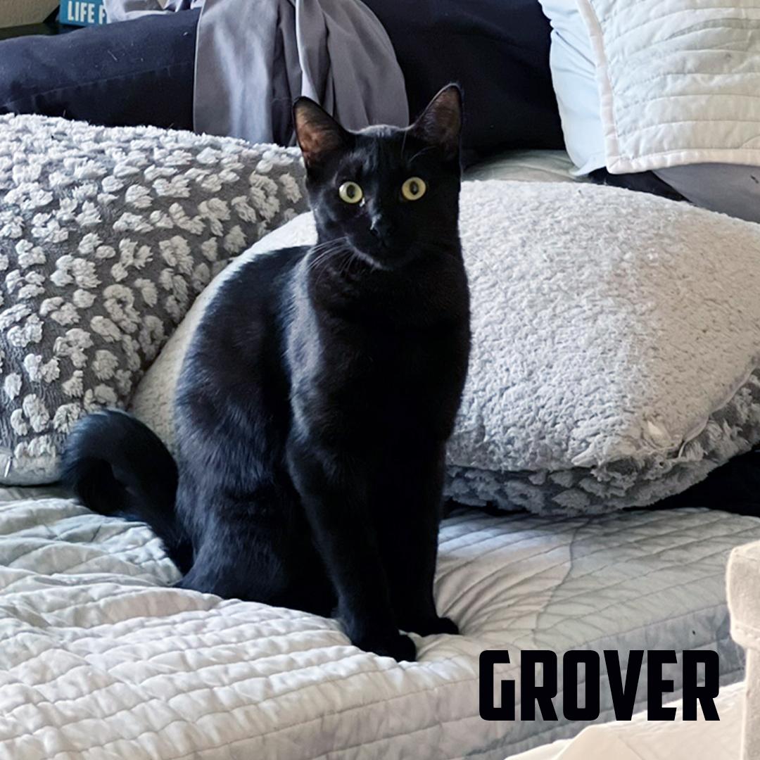 Grover, a Adoptable American Shorthair in Glendale, AZ image 5/5