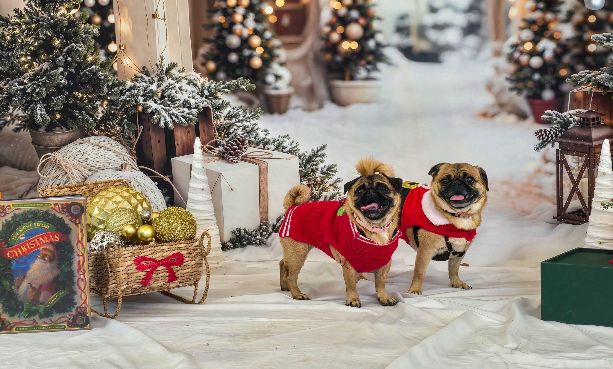 Princess Leia, ADOPTABLE, Adult Female Pug & Chihuahua.