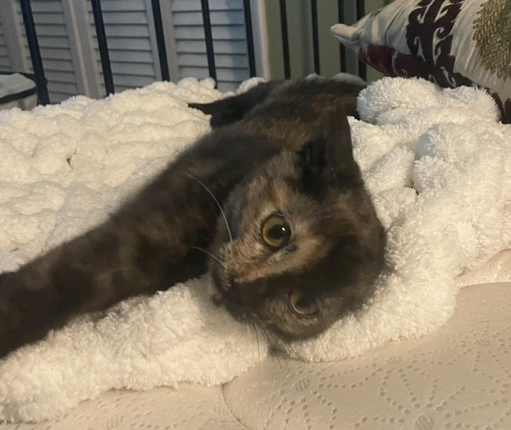 Bitty Bufain, Adoptable, Kitten Female Domestic Short Hair & Domestic Short Hair.