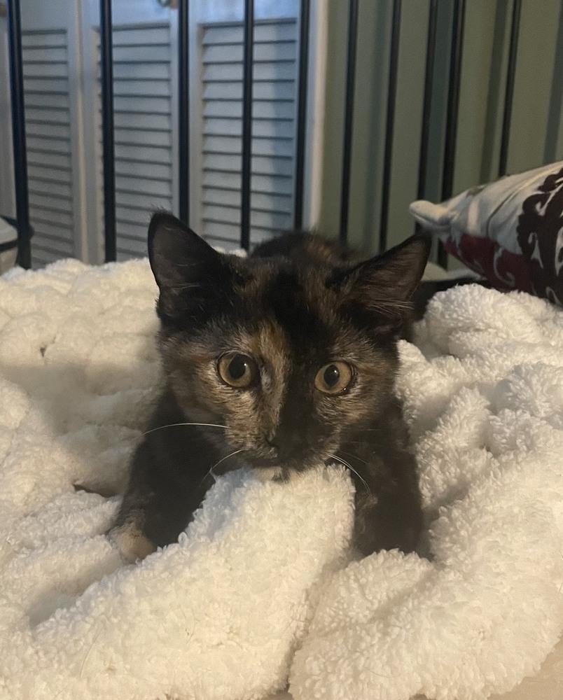 Enlarge Bitty Bufain, a Adoptable mixed breed in Wilmington, NC image 2/3