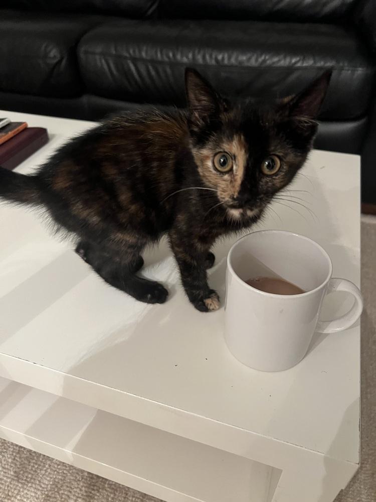 Enlarge Bitty Bufain, a Adoptable mixed breed in Wilmington, NC image 3/3