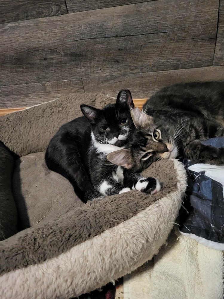 Enlarge Dutch, a Adoptable Domestic Medium Hair in Germantown, OH image 3/3