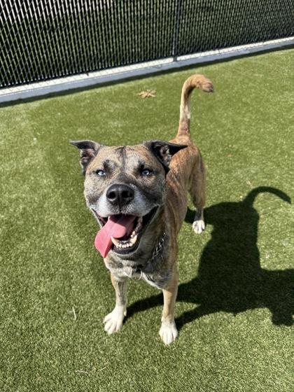 Bagheera, Adoptable, Adult Male Mixed Breed & Mixed Breed.