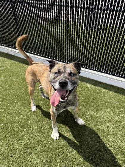 Enlarge Bagheera, a Adoptable mixed breed in Lafayette, IN image 2/3