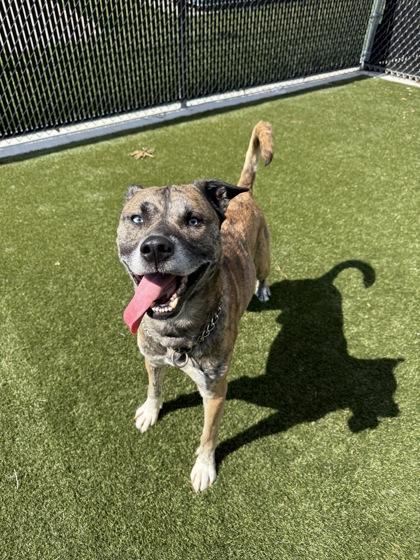 Enlarge Bagheera, a Adoptable mixed breed in Lafayette, IN image 3/3
