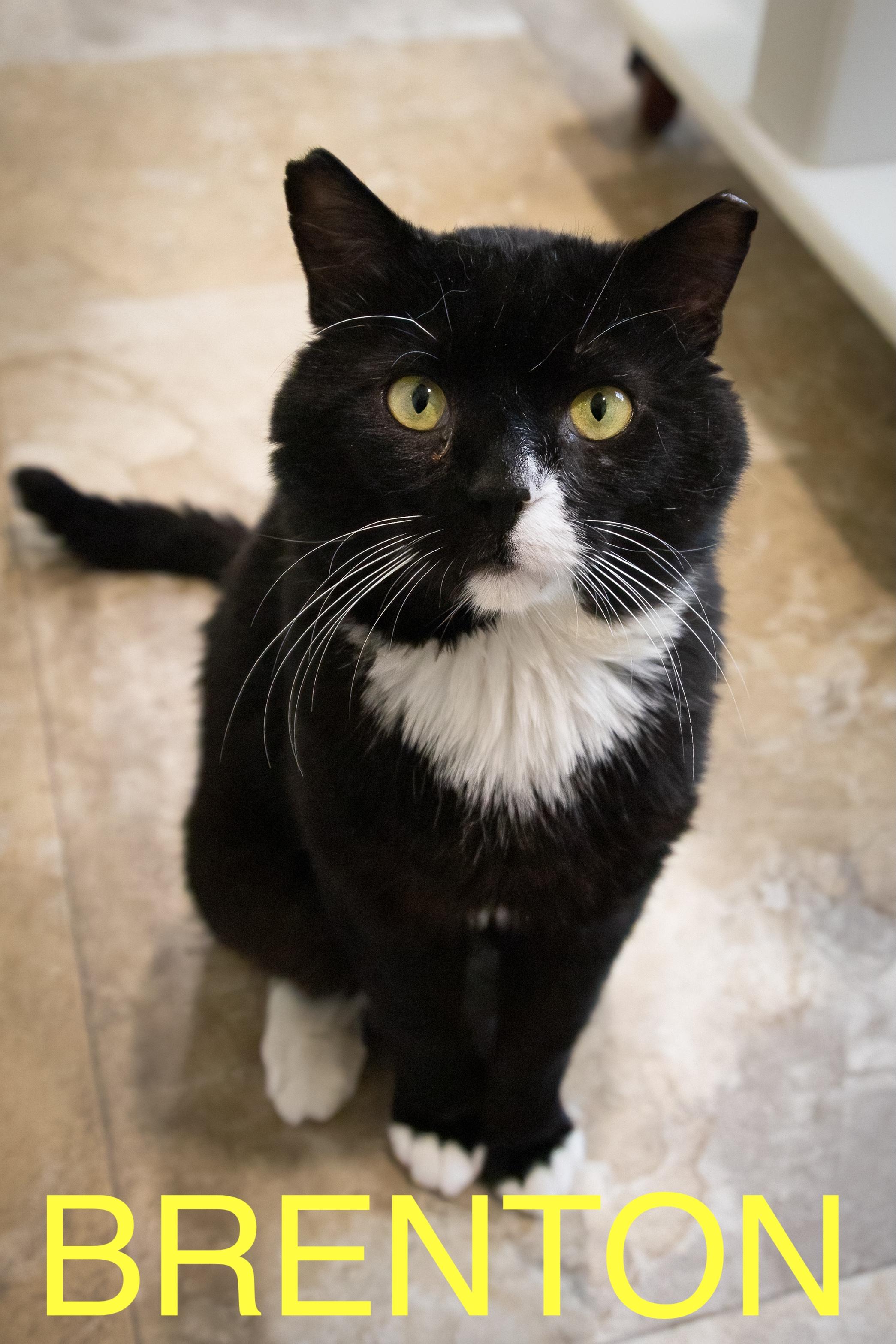 Brenton (FCID# 04/28/2025 - 32 Trainer), Adult Male Tuxedo