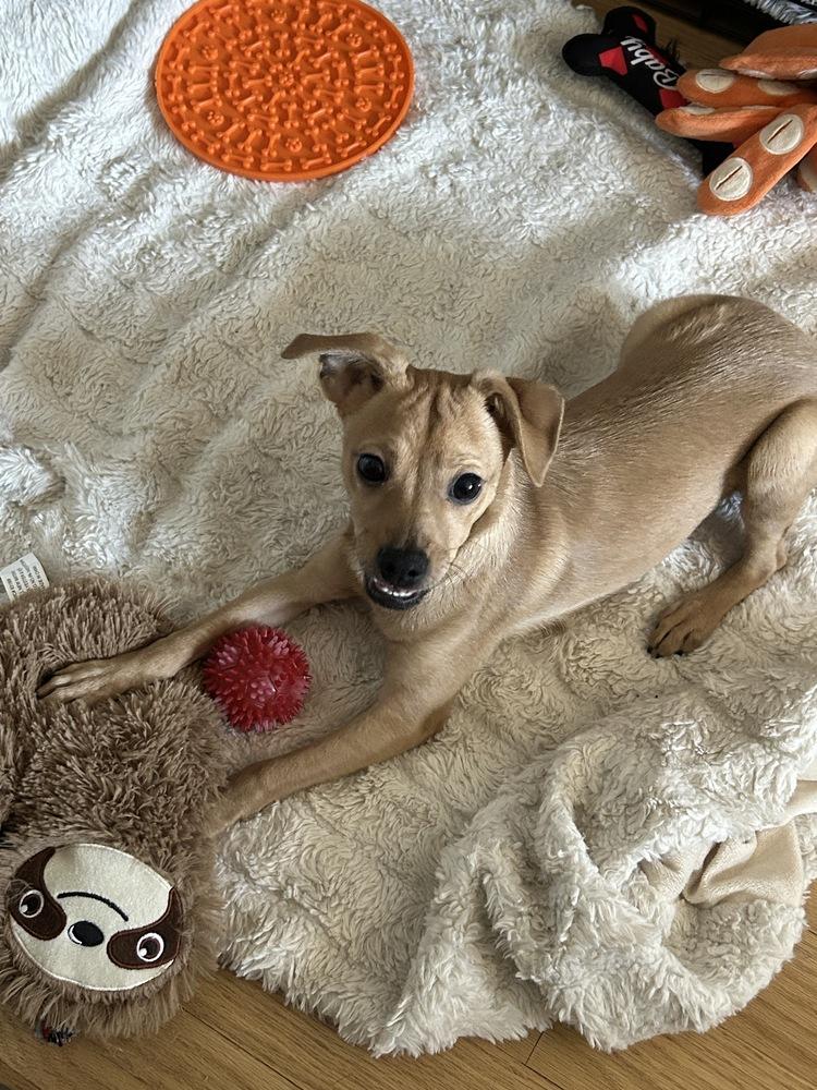 Enlarge Kolache, a Adoptable mixed breed in New York, NY image 1/3