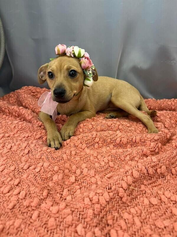 Enlarge Kolache, a Adoptable mixed breed in New York, NY image 2/3