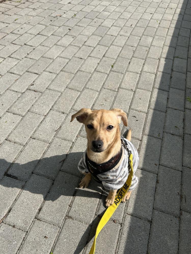 Enlarge Kolache, a Adoptable mixed breed in New York, NY image 3/3