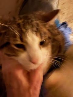 Enlarge Steven, a Adoptable Domestic Short Hair in Mesquite, TX image 2/3