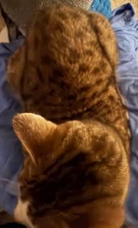 Enlarge Steven, a Adoptable Domestic Short Hair in Mesquite, TX image 3/3