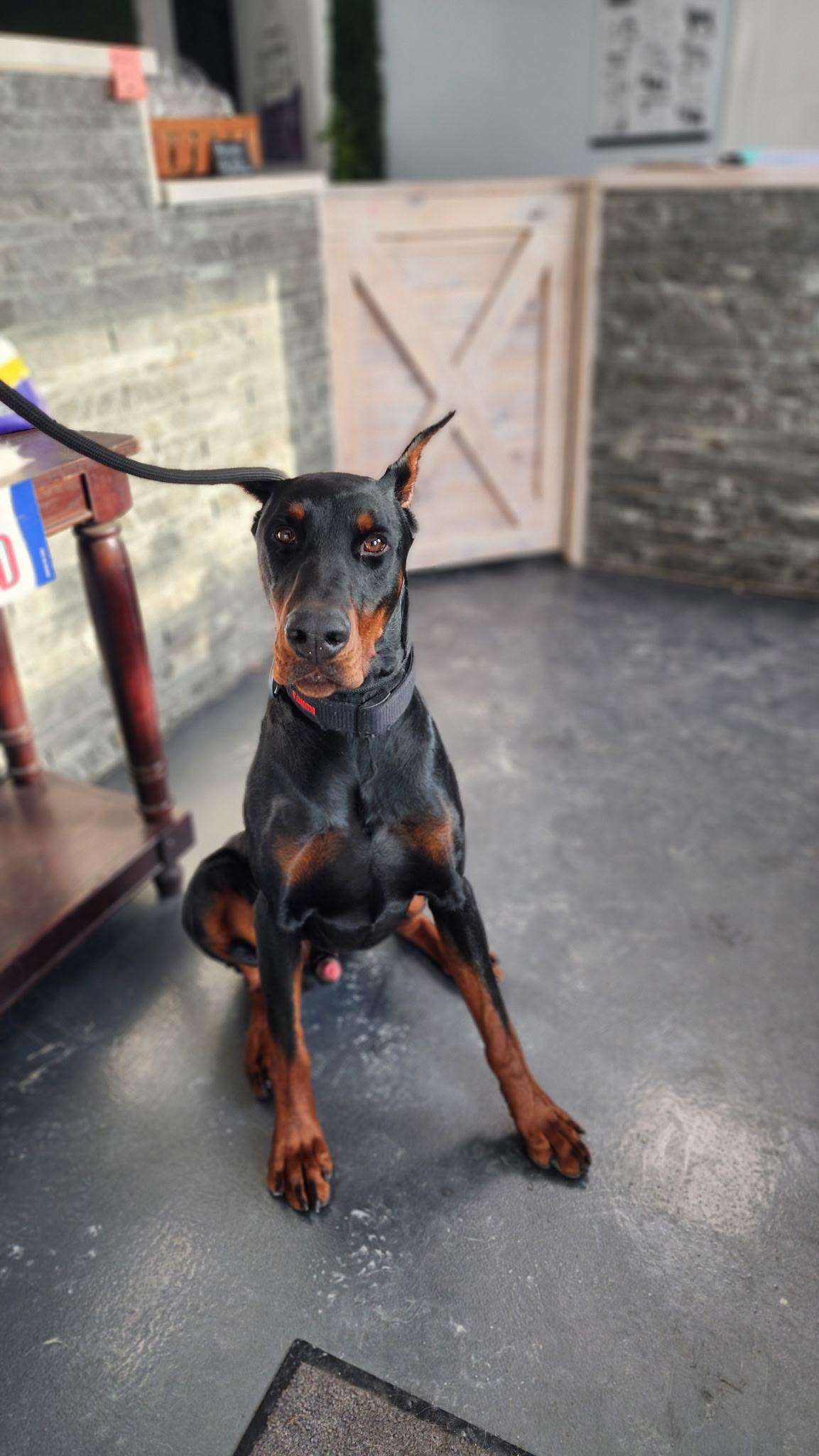 Enlarge Axel , an adopted Doberman Pinscher in Brazil, IN image 1/3