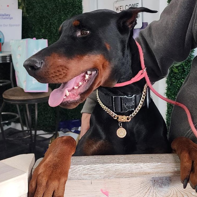 Enlarge Axel , an adopted Doberman Pinscher in Brazil, IN image 3/3