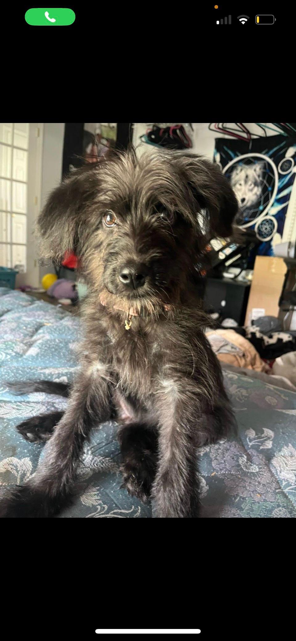 LUNA, Adopted, Young Female Goldendoodle & Aussiedoodle.