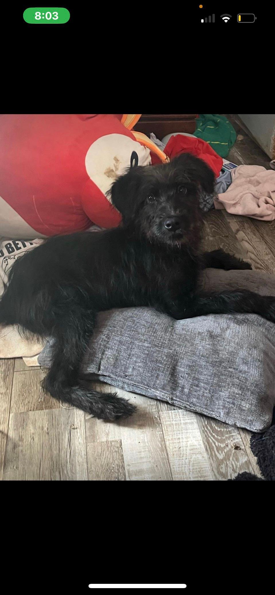 Enlarge LUNA, a Adopted mixed breed in Cary, NC image 2/3