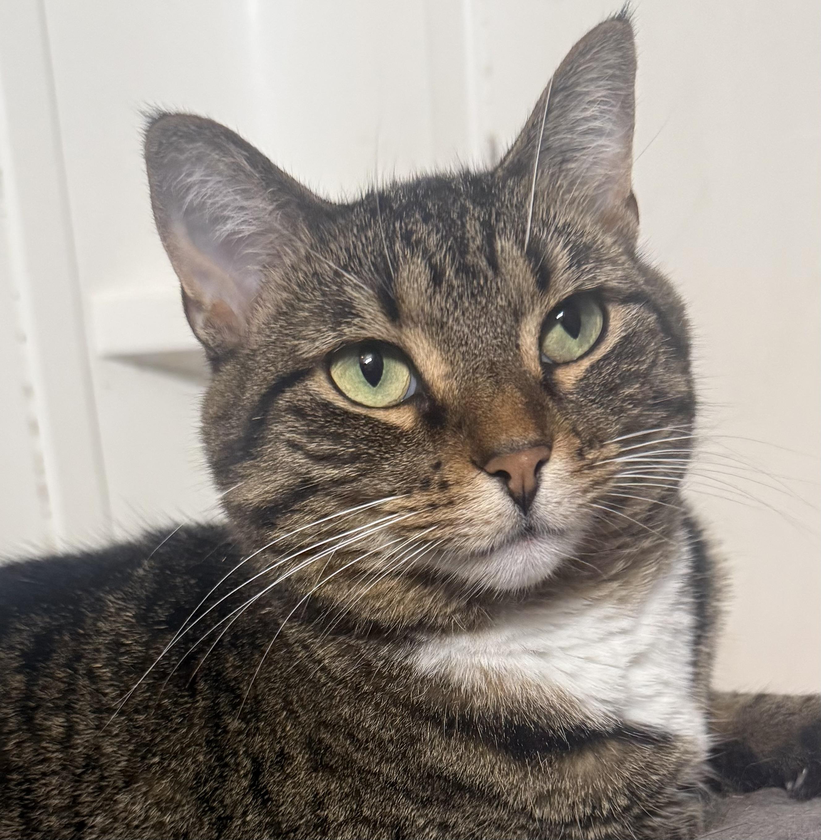 Enlarge Pebble, a Adoptable Domestic Short Hair in Woodville , WI image 1/5