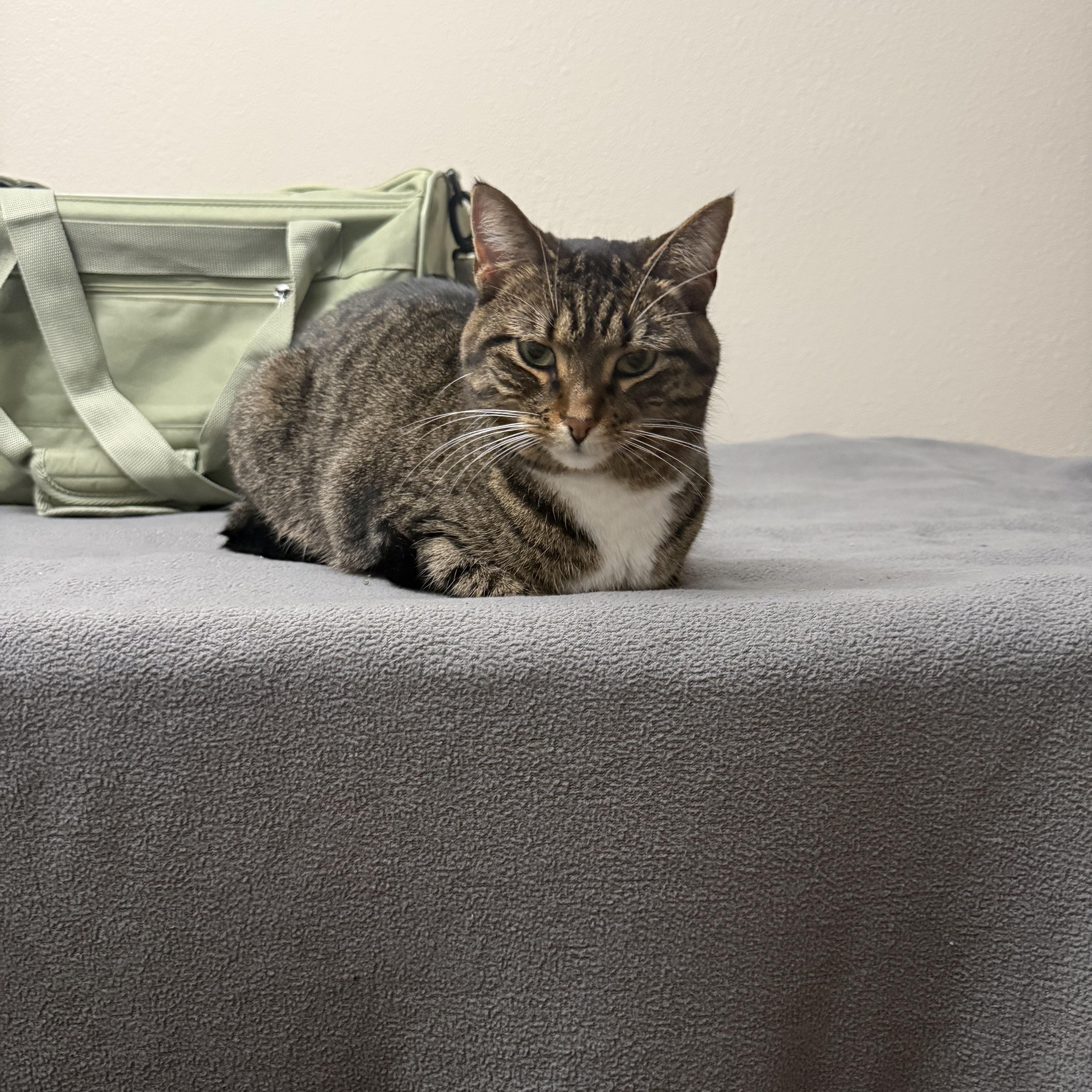 Enlarge Pebble, a ADOPTABLE Domestic Short Hair in Woodville , WI image 3/4