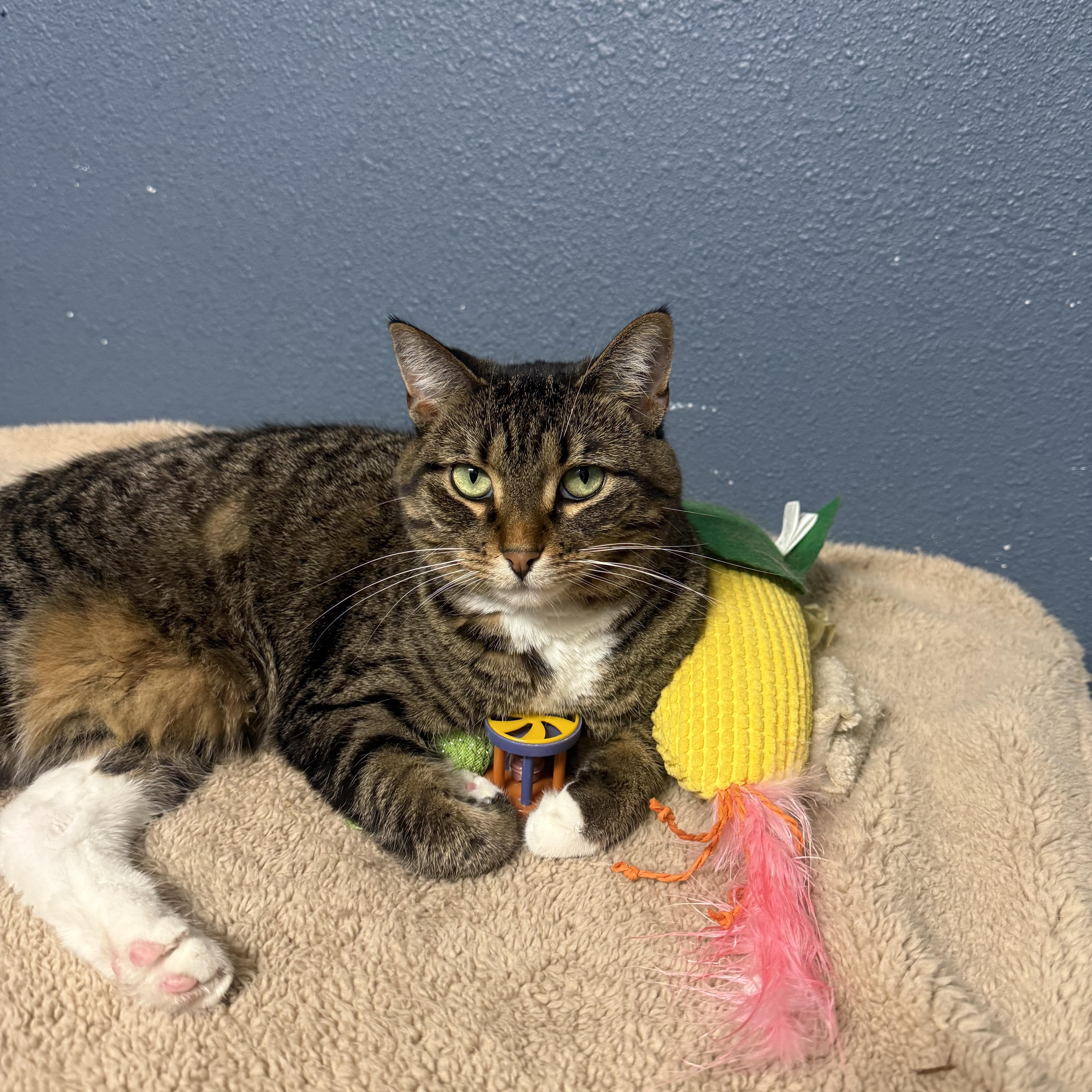 Enlarge Pebble, a Adoptable Domestic Short Hair in Woodville , WI image 5/5