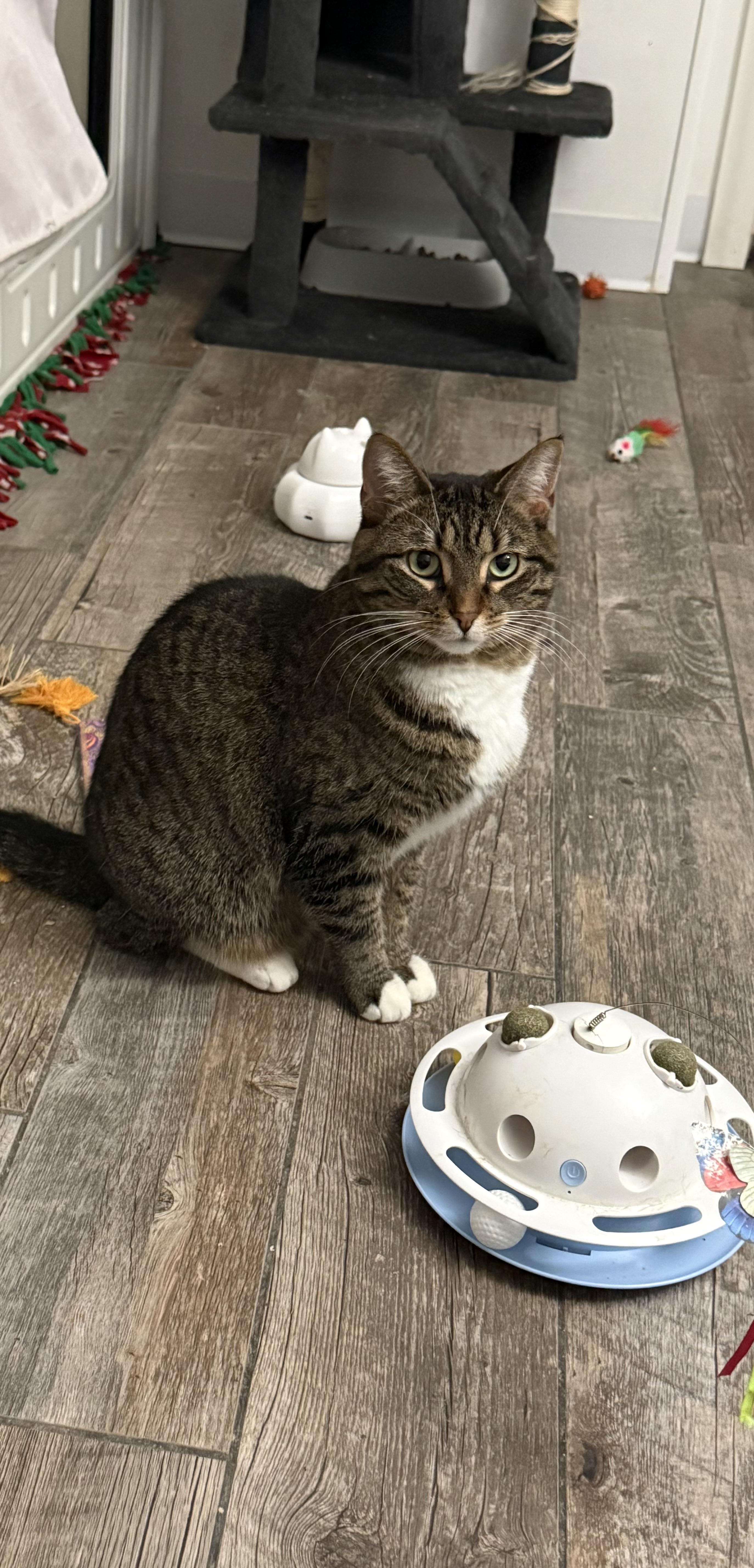 Enlarge Pebble, a ADOPTABLE Domestic Short Hair in Woodville , WI image 1/4